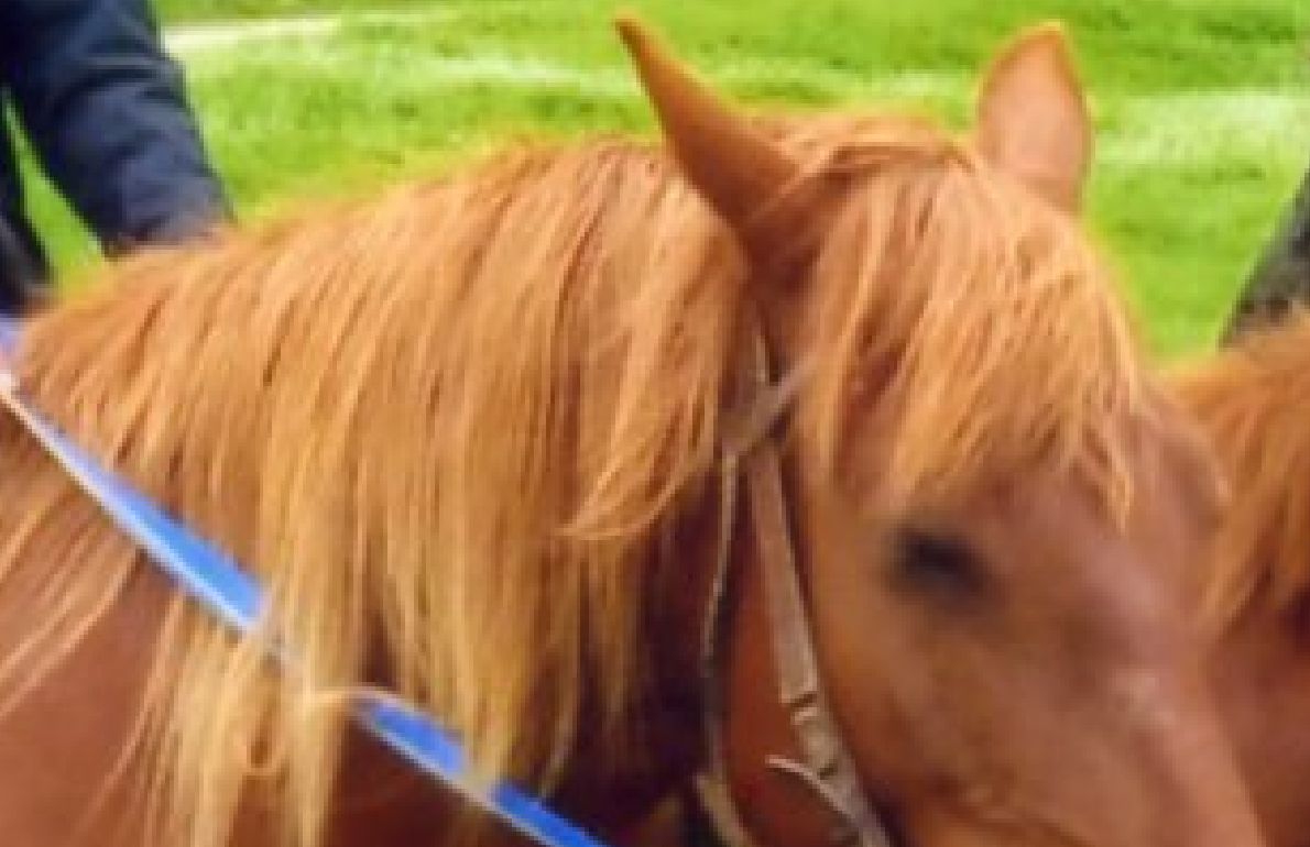 Сканер поможет: как отсканировать фото и сохранить его в компьютере