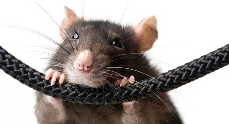 Почему принтер не печатает с компьютера или ноутбука: все варианты решения